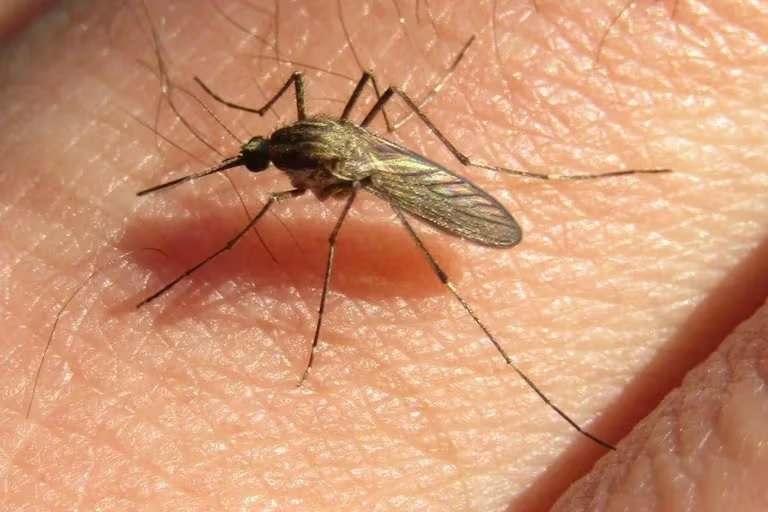 dengue mosquito2